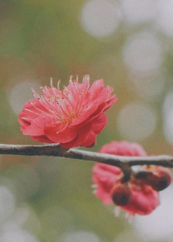 <b>桃花手機(jī)植物壁紙</b>