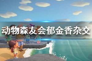 《集合啦動物森友會》郁金香雜交配方分享 郁金香怎么雜交