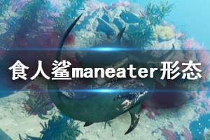 《食人鯊》Maneater形態(tài)有哪些？鯊魚形態(tài)與實(shí)戰(zhàn)演示視頻