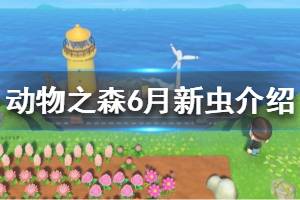 《集合啦動(dòng)物森友會(huì)》北半球6月有哪些新昆蟲(chóng) 北半球6月新蟲(chóng)介紹